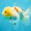 BEAUTY A Grade Red White Oranda Female 5.5 inches #040326OR_06