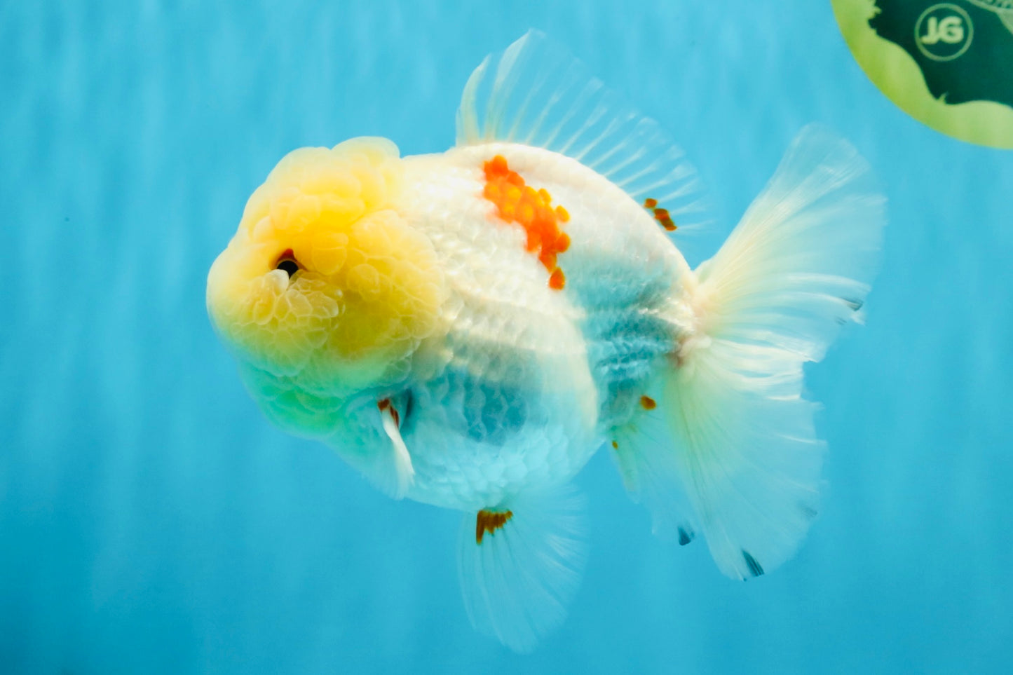BEAUTY A Grade Red White Oranda Female 5.5 inches #040326OR_06