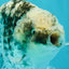 A Grade Tiger Blue Base Ranchu Female 4.5 inches #081426RC_21