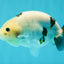 Cow Chinese Ranchu Female 5.5 inches #032026RC_29
