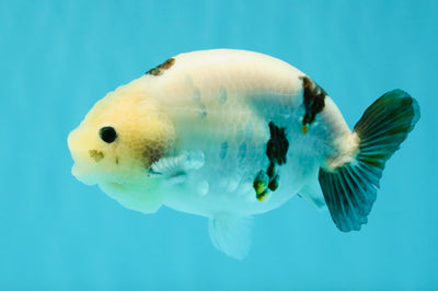 Cow Chinese Ranchu Female 5.5 inches #032026RC_29