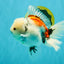 Marble Oranda Male 6.5 inches #050126OR_14
