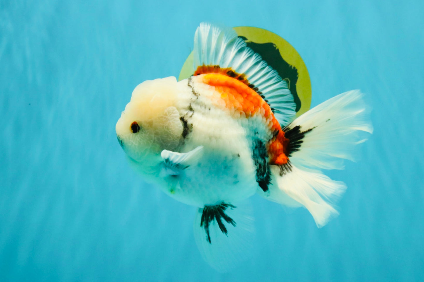 Marble Oranda Male 6.5 inches #050126OR_14