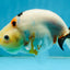 RARE Cow Chinese Ranchu Male 5-5.5 inches #120525RC_04