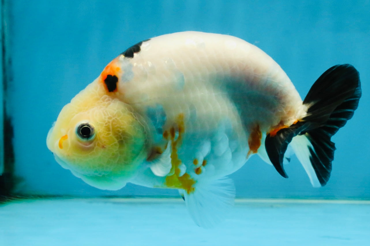 RARE Cow Chinese Ranchu Male 5-5.5 inches #120525RC_04