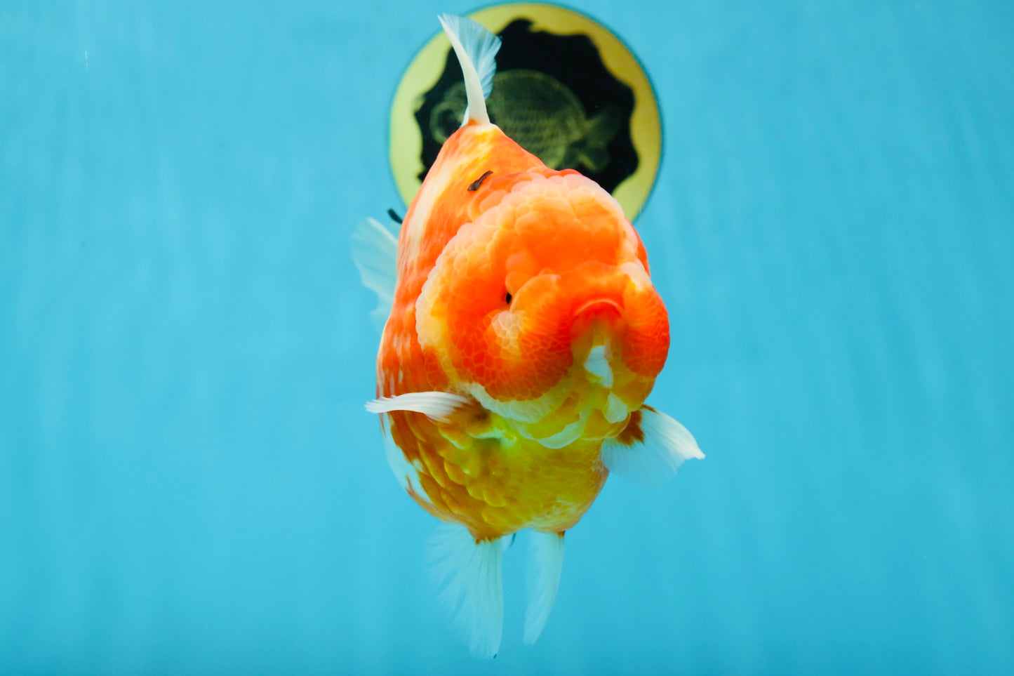 AAA Grade Godzilla Sakura Yuanbao Female 6 inches #050925YB_23