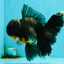 BATMAN AAA Grade Kirin Oranda Male 6.5 inches #080726OR_14