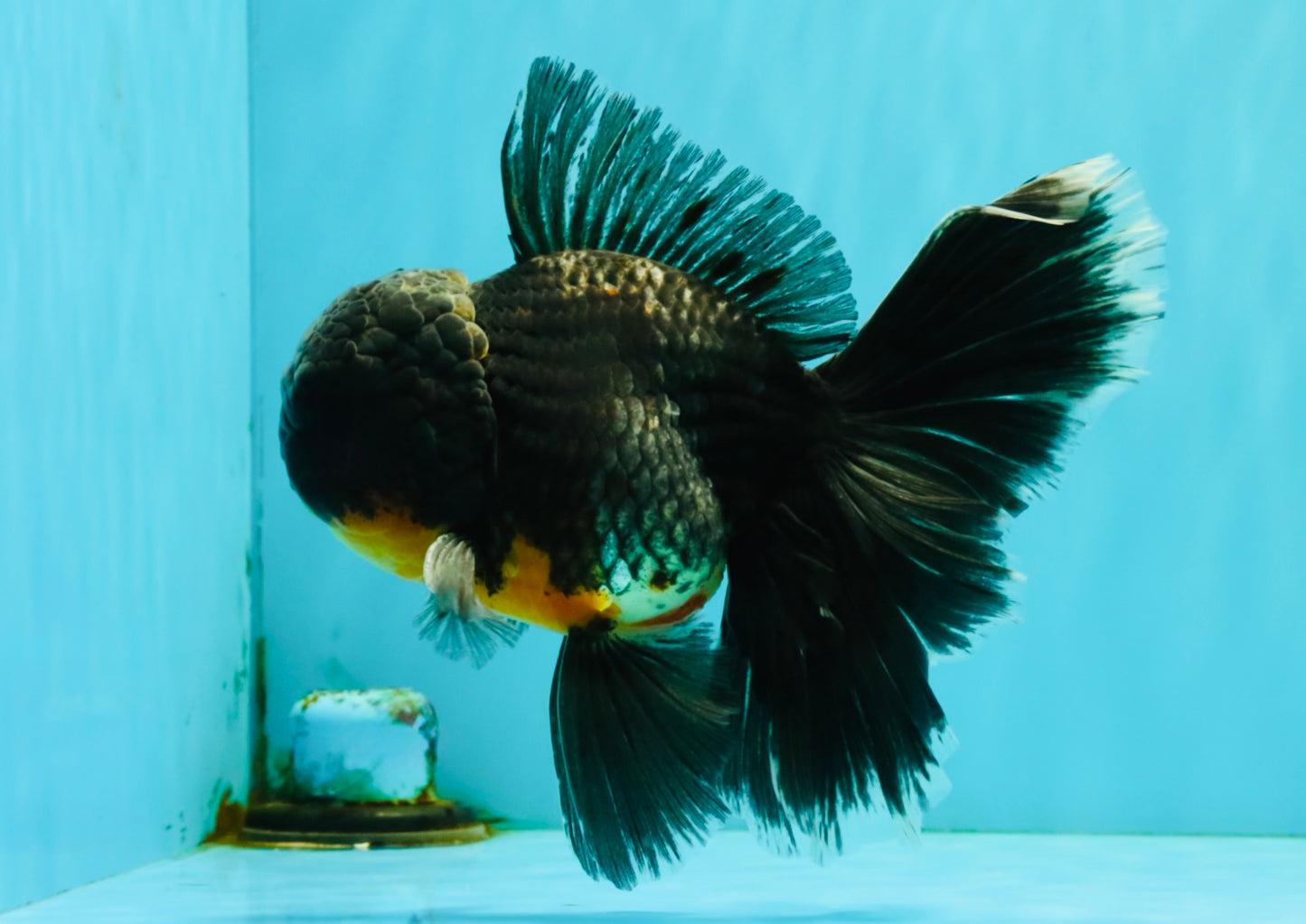 BATMAN AAA Grade Kirin Oranda Male 6.5 inches #080726OR_14
