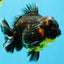 AAA Grade Dark Tiger Yuanbao Male 6-6.5 inches #041026YB_29