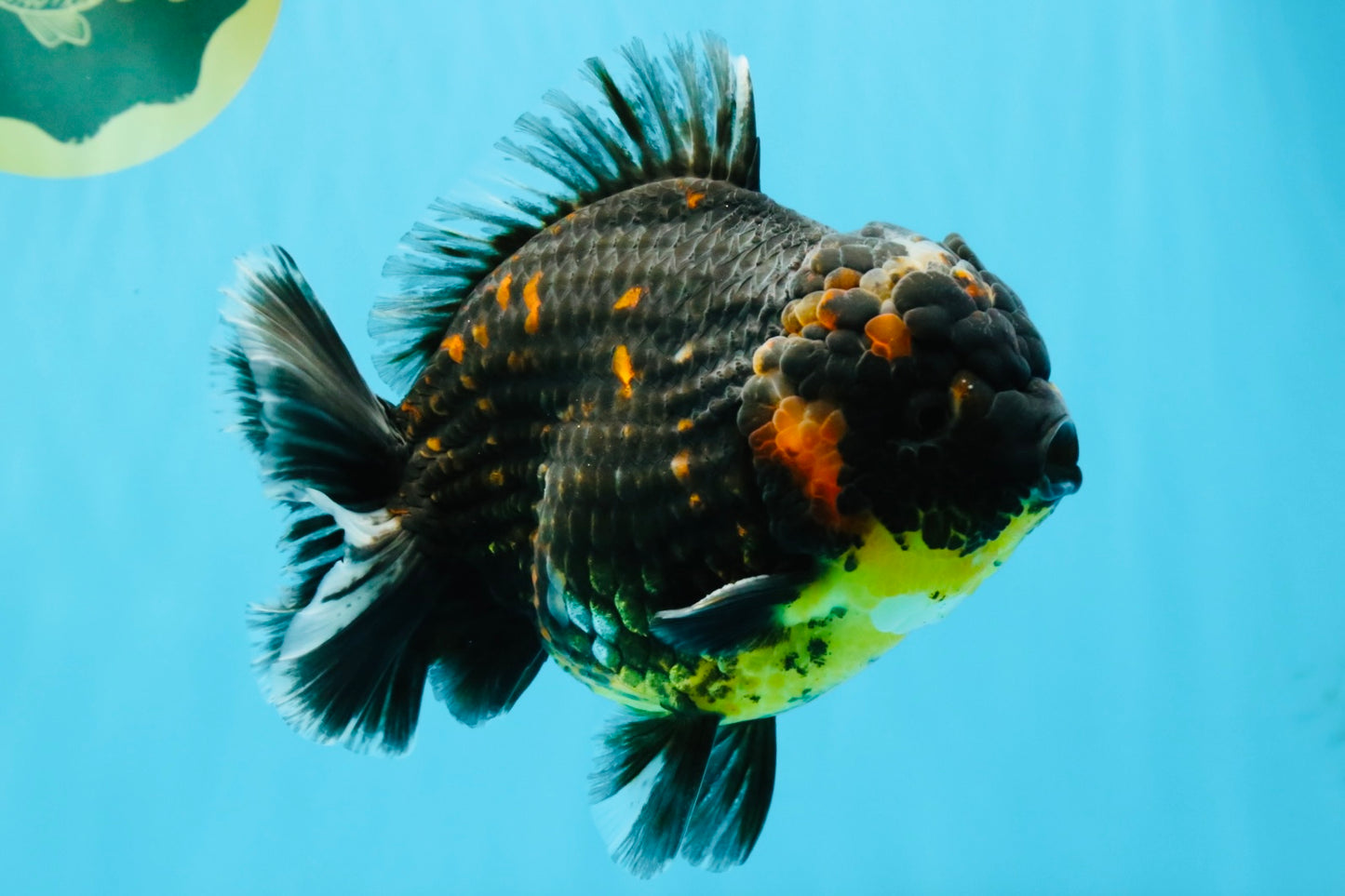 AAA Grade Dark Tiger Yuanbao Male 6-6.5 inches #041026YB_29