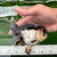 AAA Grade Tricolor Oranda Female 4.5 inches #0830OR_04