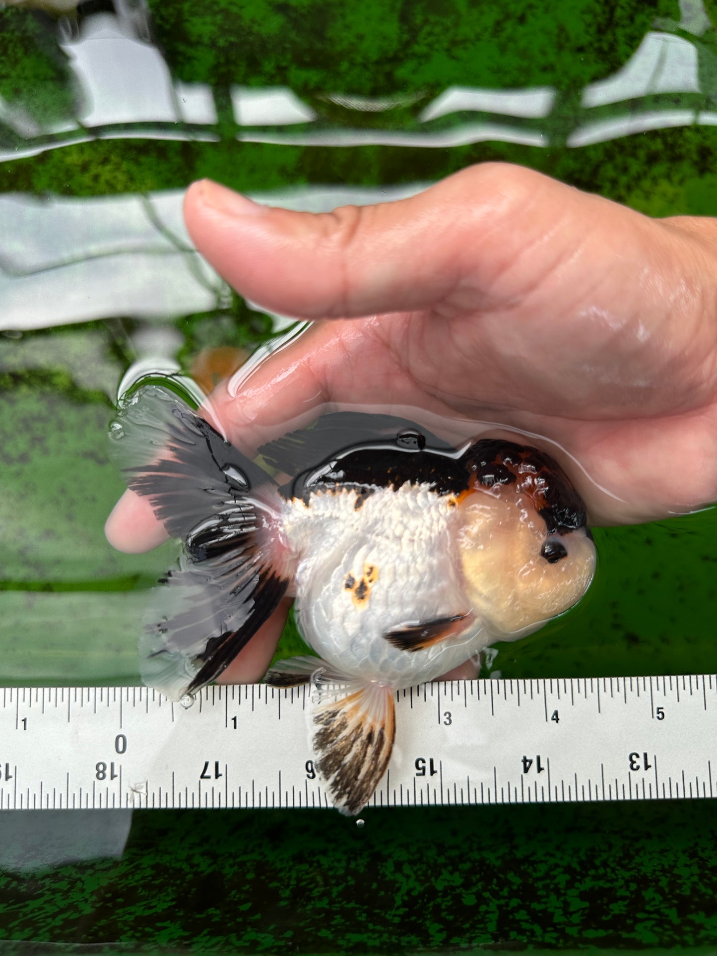 AAA Grade Tricolor Oranda Female 4.5 inches #0830OR_04