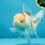 A Grade STUNNING Red White Oranda Male 5.5-6  inches #051625OR_25