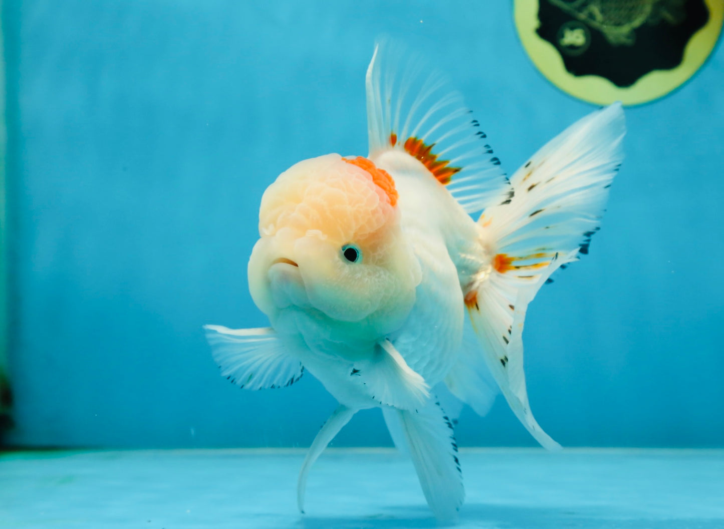 A Grade STUNNING Red White Oranda Male 5.5-6  inches #051625OR_25