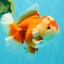 AAA Grade Red White Oranda Female 6-6.5 inches #032026OR_07