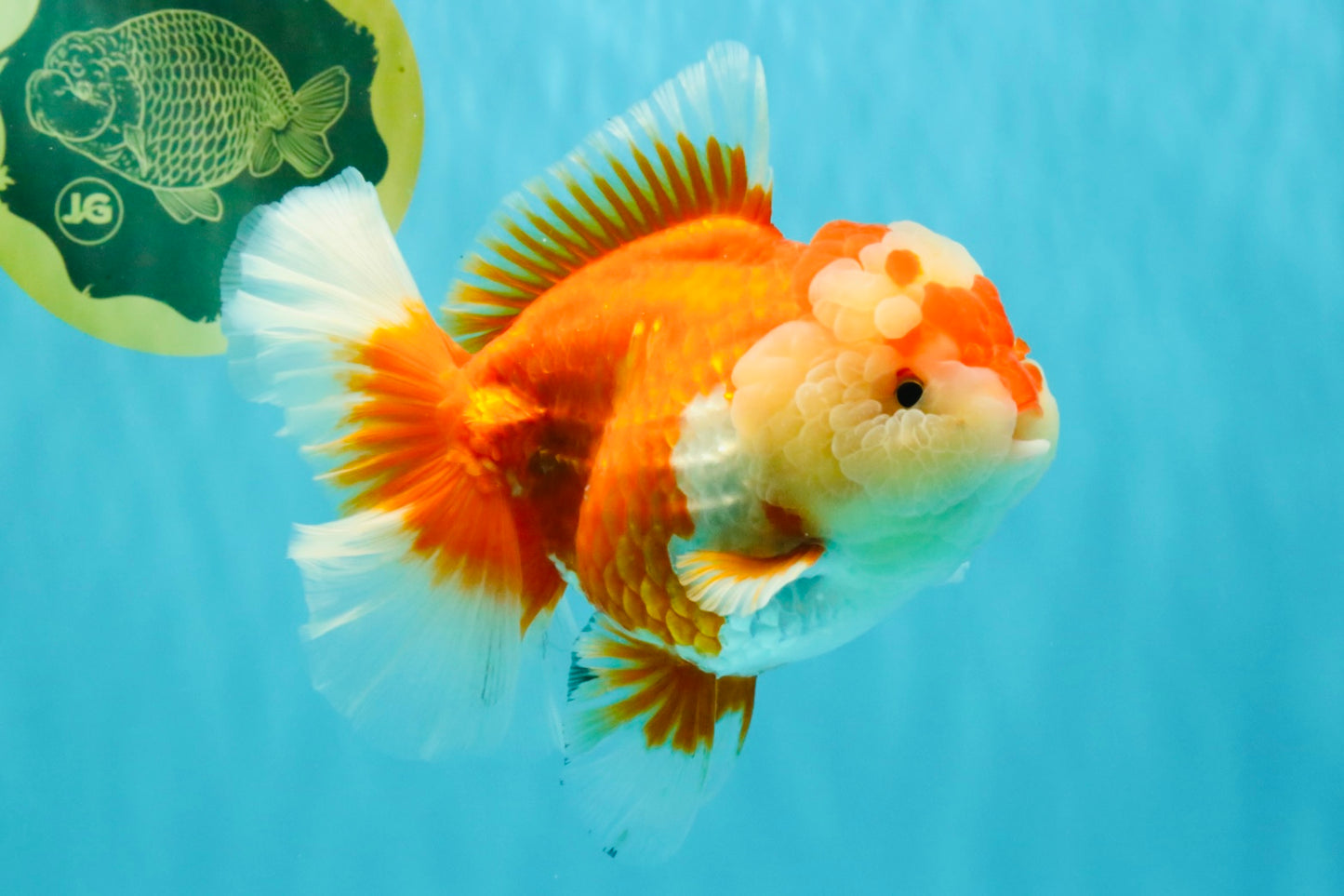 AAA Grade Red White Oranda Female 6-6.5 inches #032026OR_07