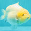 AAA Grade  Diamond Scale White Sakura Shark Ranchu Male 5.5 inches #100226RC_27