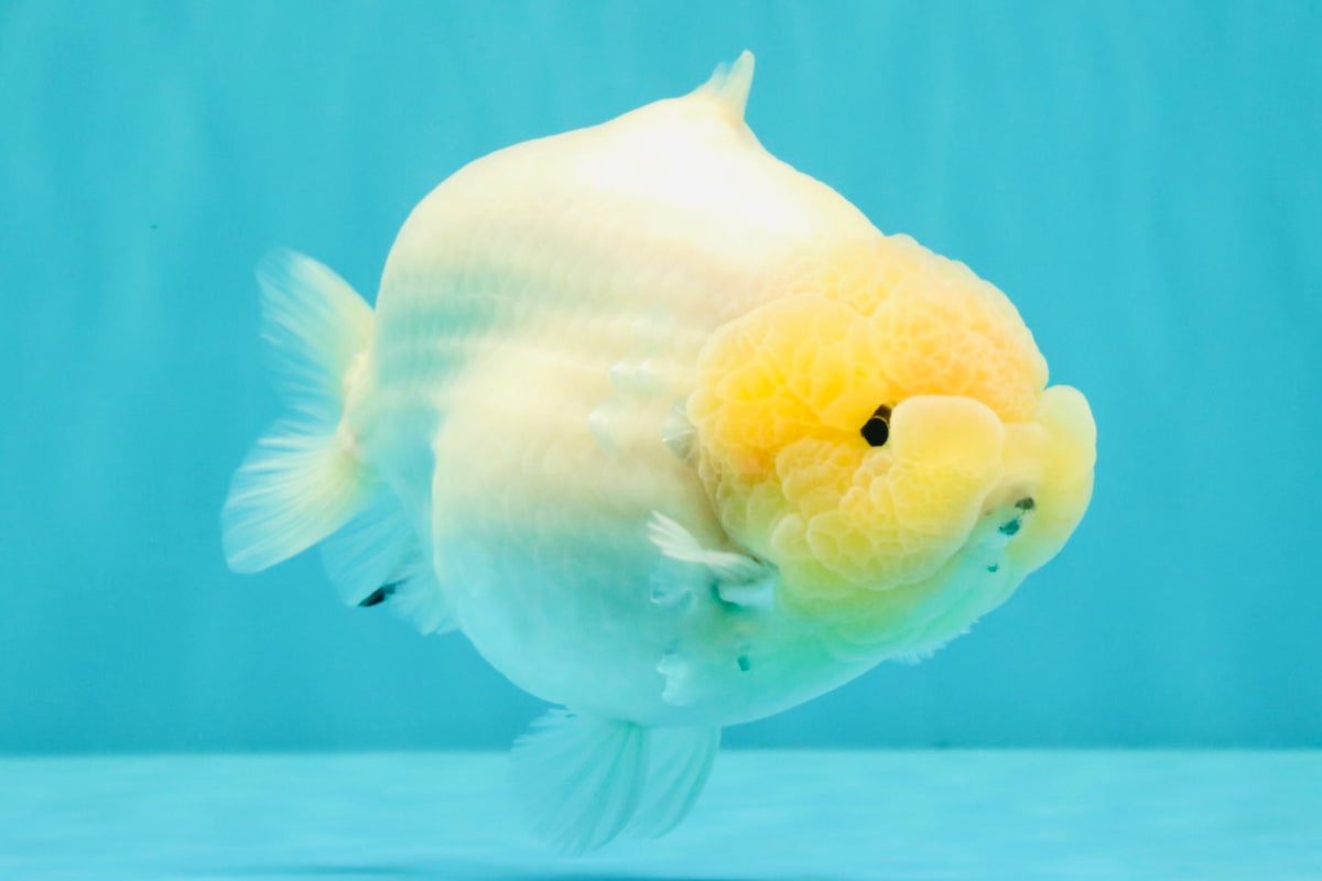 AAA Grade  Diamond Scale White Sakura Shark Ranchu Male 5.5 inches #100226RC_27