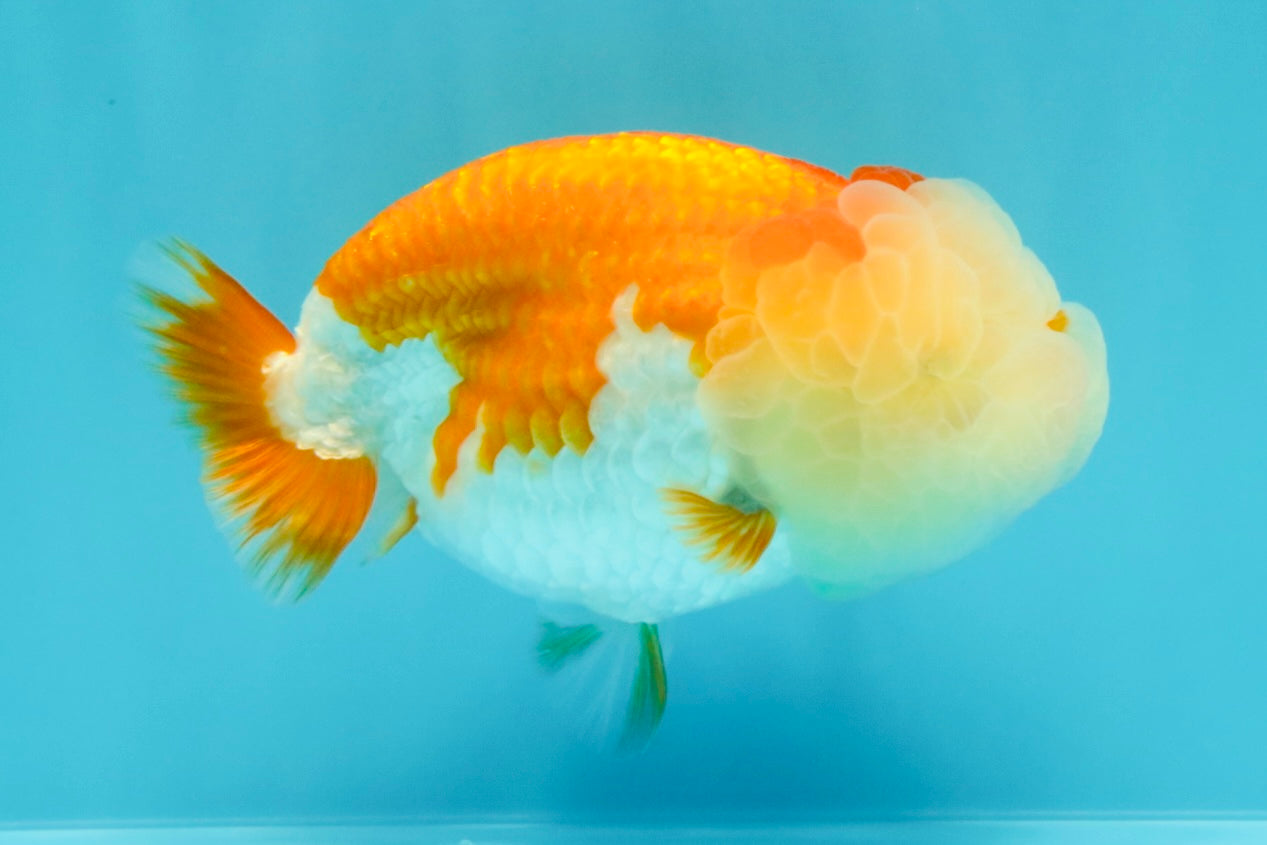 A Grade Red White LionQueen 4.5 inches #030626LC_03