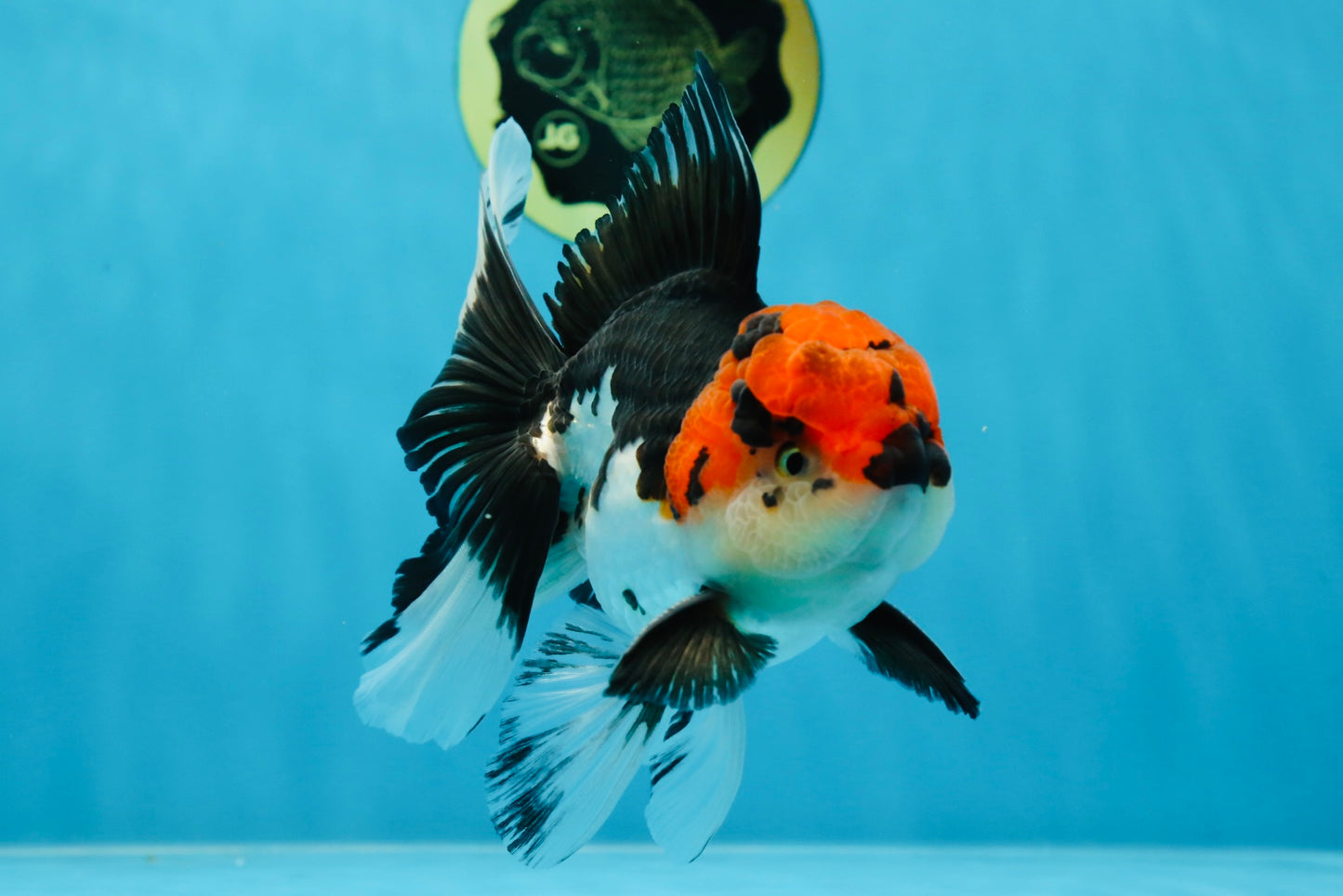 AAA Grade Mustache Tricolor Oranda Male 5.5 inches #020725OR_33
