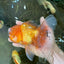 AAA Grade Orange Oranda Male 6.5 inches #062725OR_16