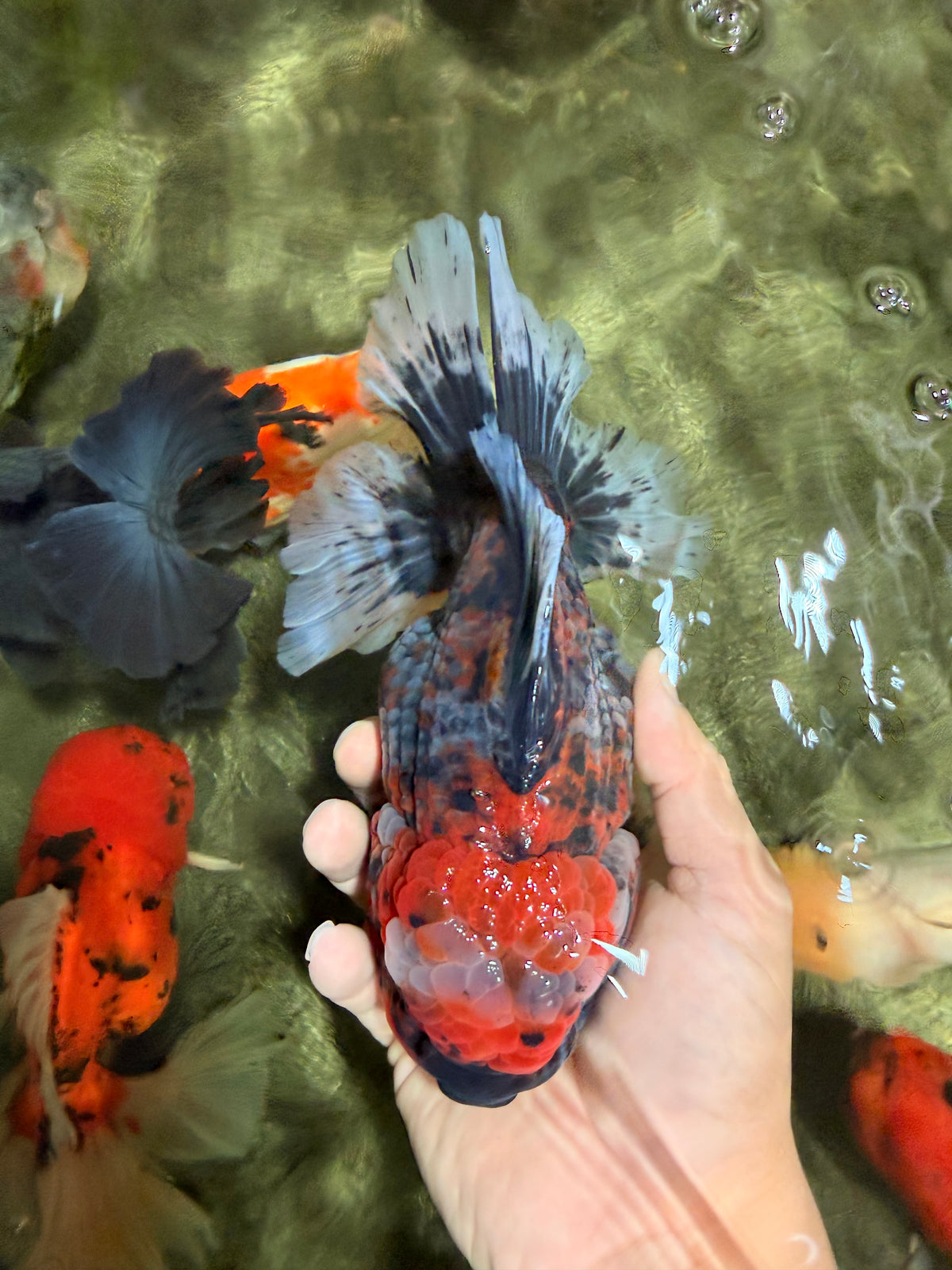 AAA Grade Calico Oranda Female 6.5-7 inches #100226OR_30
