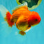 A Grade Red White Oranda Male 6 inches #101626OR_06