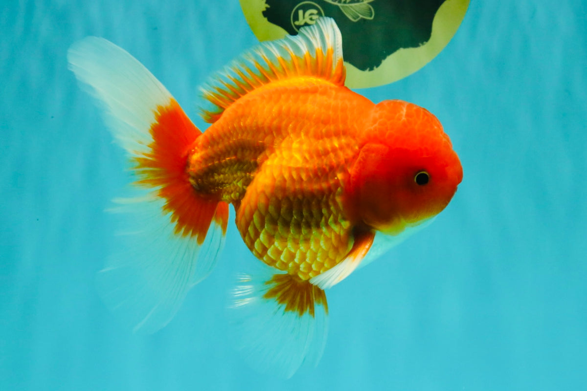 A Grade Red White Oranda Male 6 inches #101626OR_06