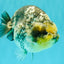 CHUBBY AAA Grade White Tiger Ranchu Male 5.5 inches #100226RC_29