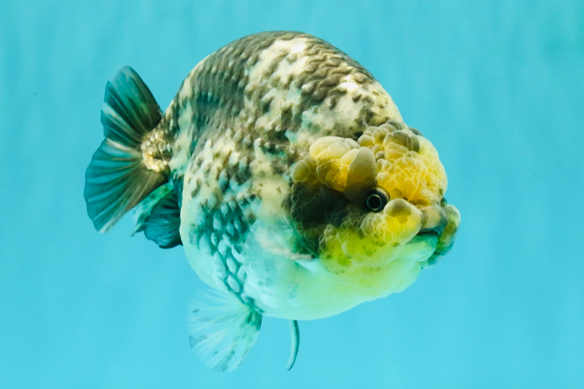 CHUBBY AAA Grade White Tiger Ranchu Male 5.5 inches #100226RC_29