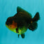 SUPER CUTE AAA Grade Apache Yuanbao Male 4.5-5 inches #101626YB_32