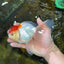 A Grade Red White Oranda Female 6 inches #071125OR_06