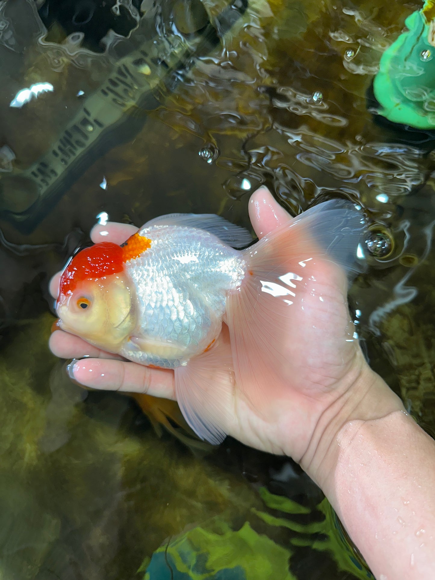 A Grade Red White Oranda Female 6 inches #071125OR_06