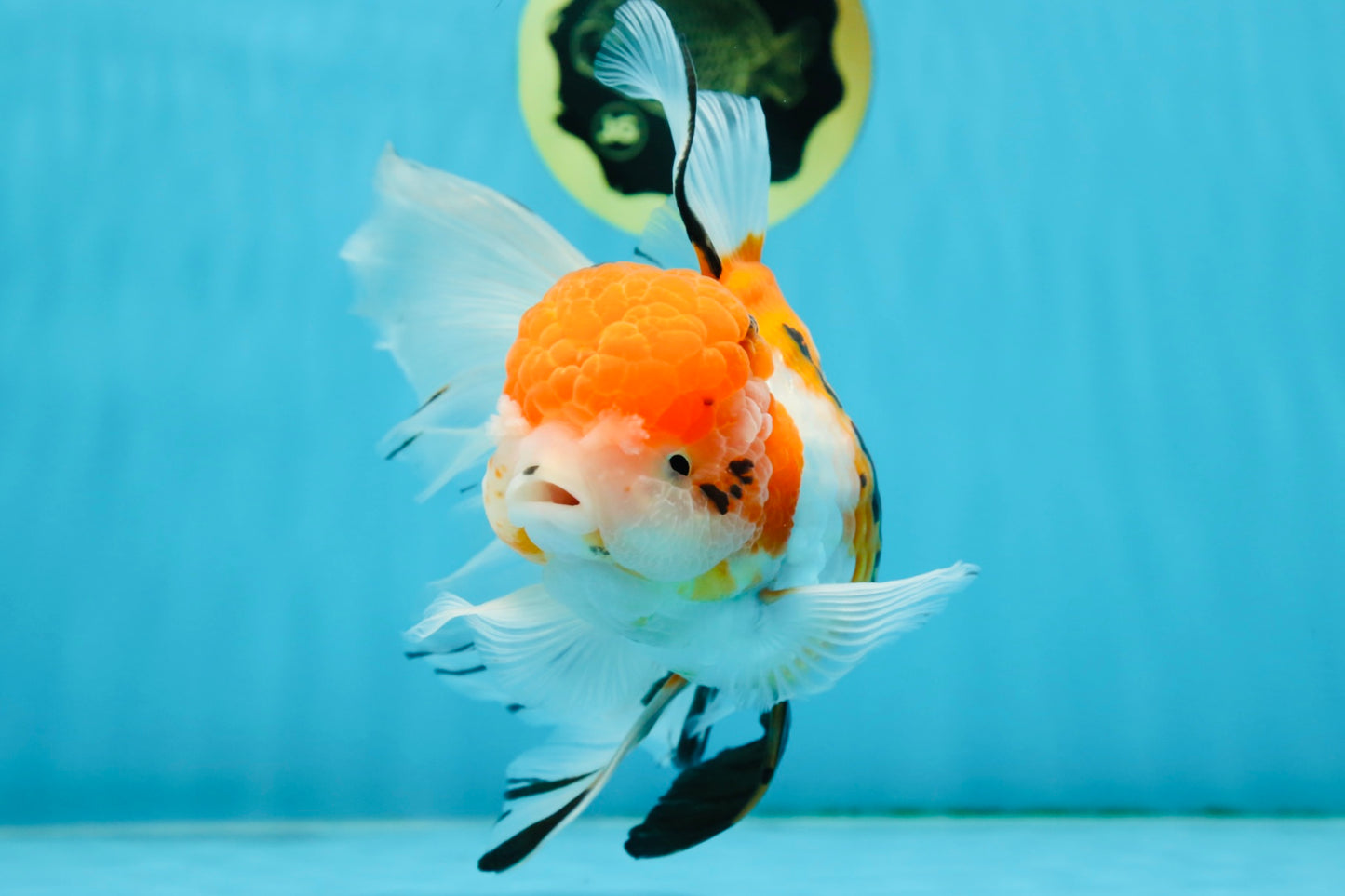 A Grade Jumbo MASSIVE BUTTERFLY TAIL Tricolor Sakura Oranda Female 6.5 inches #010325OR_03