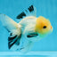 AAA Grade Lemonhead Tricolor Button Eyes Oranda Male 4.5-5 inches #0913OR_14