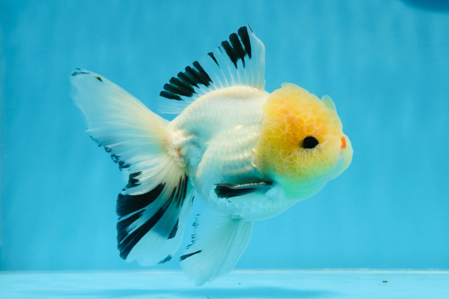 AAA Grade Lemonhead Tricolor Button Eyes Oranda Male 4.5-5 inches #0913OR_14