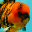 A Grade Tiger Oranda Male 5.5 inches #062626OR_26
