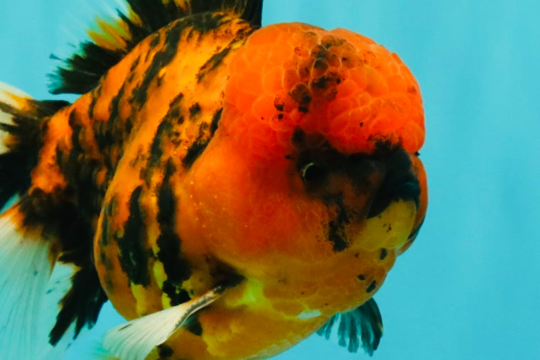 A Grade Tiger Oranda Male 5.5 inches #062626OR_26