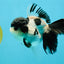 A Grade Tricolor Oranda Female 5.5 inches #022726OR_30