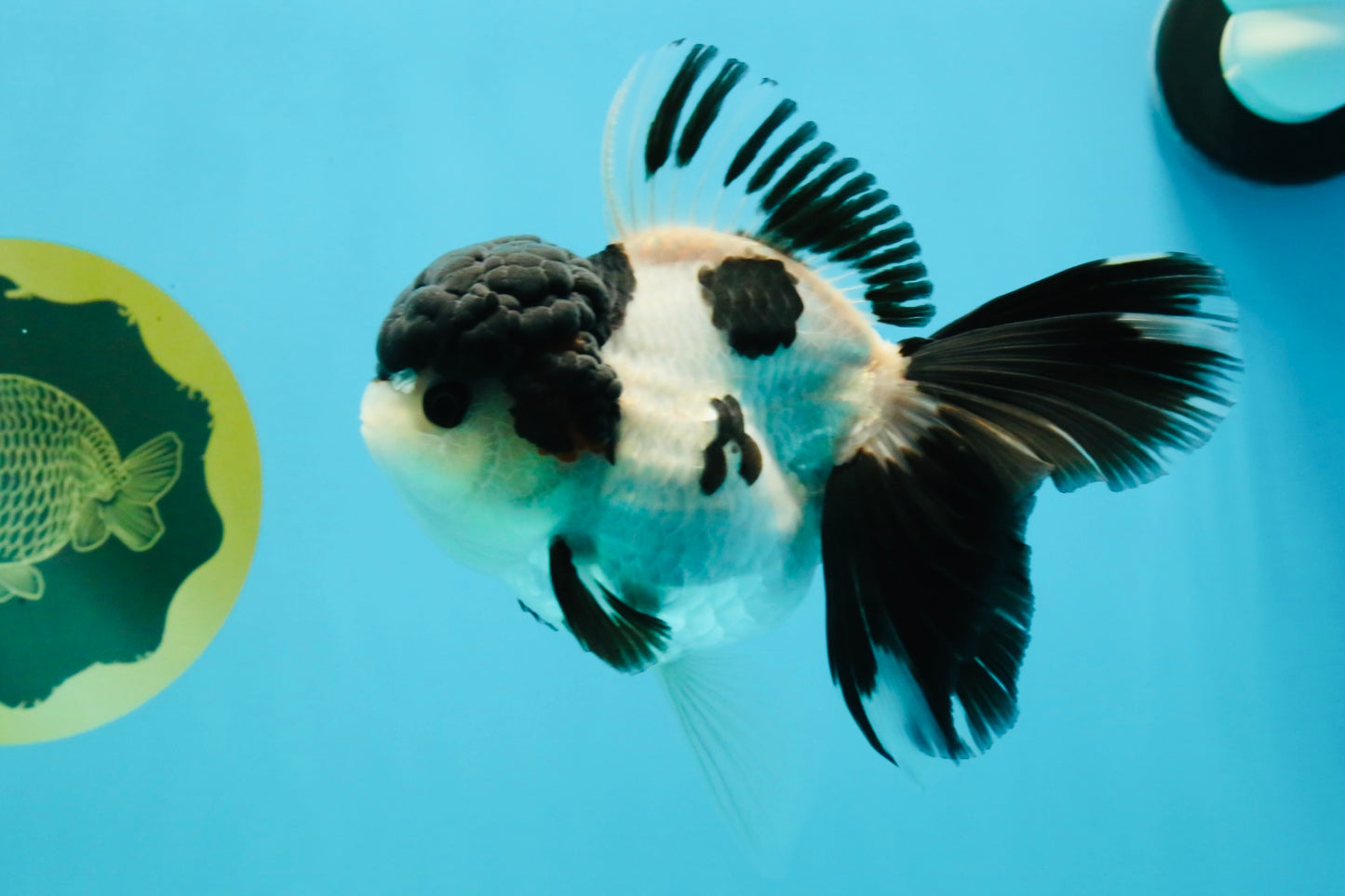 A Grade Tricolor Oranda Female 5.5 inches #022726OR_30