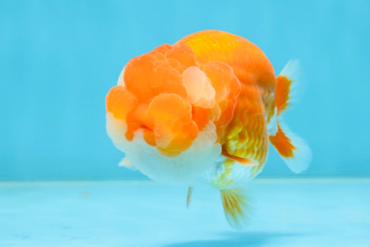 A Grade Young Red White LionQueen 4 inches #101025LC_10