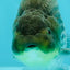 UNIQUE AAA Grade Blue Ranchu Male 5 inches #071026RC_10
