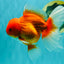A Grade Red White Oranda Male 6 inches #101626OR_06