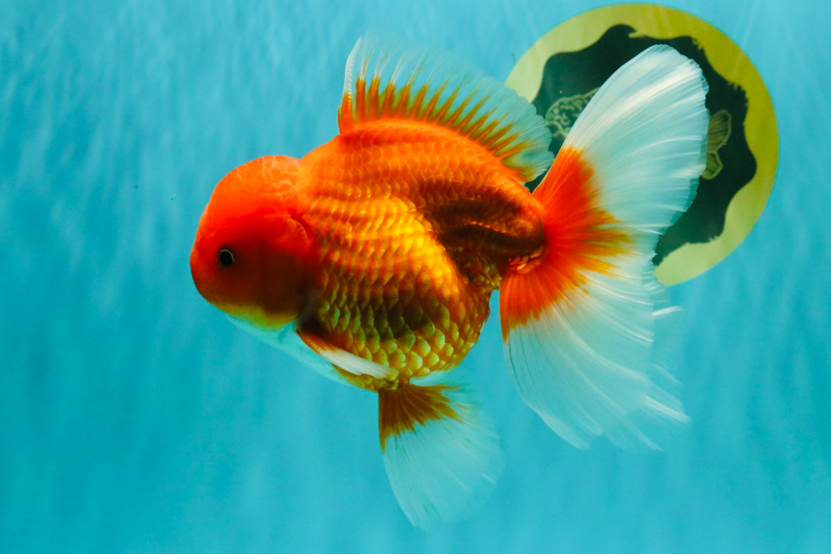 A Grade Red White Oranda Male 6 inches #101626OR_06