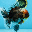 AAA Grade THICK BODY Calico Kirin Oranda Female 6 inches #080825OR_14