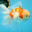 AAA Grade CHONKY Sakura Oranda Male 6 inches #082225OR_10
