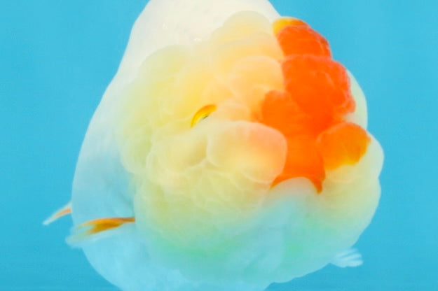 AAA Grade Red White LionQueen 4 inches #103125LC_28