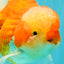 CHONKY A Grade Red White Oranda Male 6 inches #081426OR_06