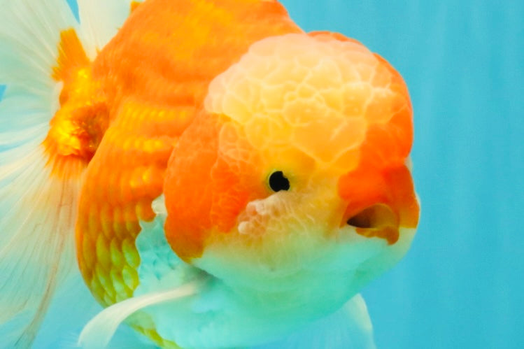 CHONKY A Grade Red White Oranda Male 6 inches #081426OR_06