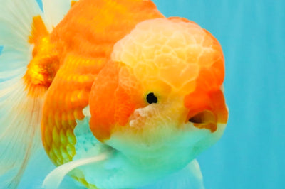 CHONKY A Grade Red White Oranda Male 6 inches #081426OR_06